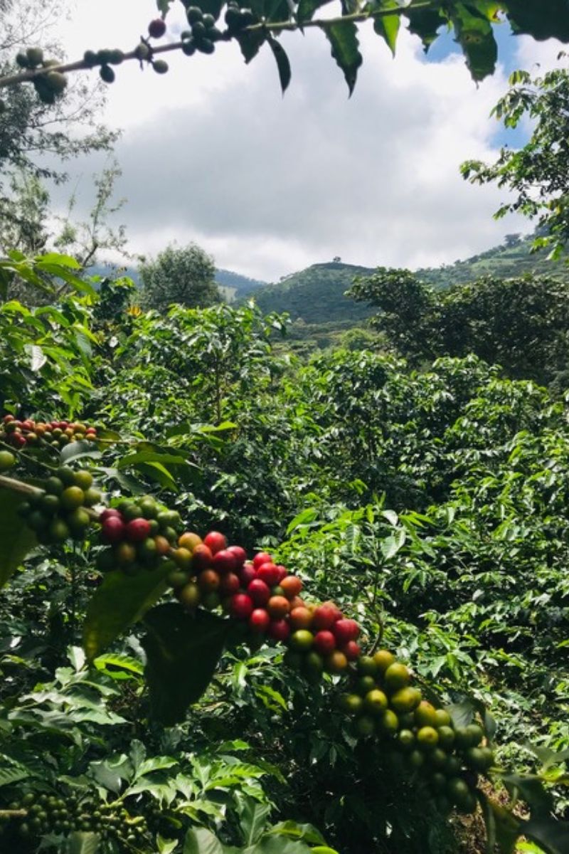 H&P El Retiro Espresso