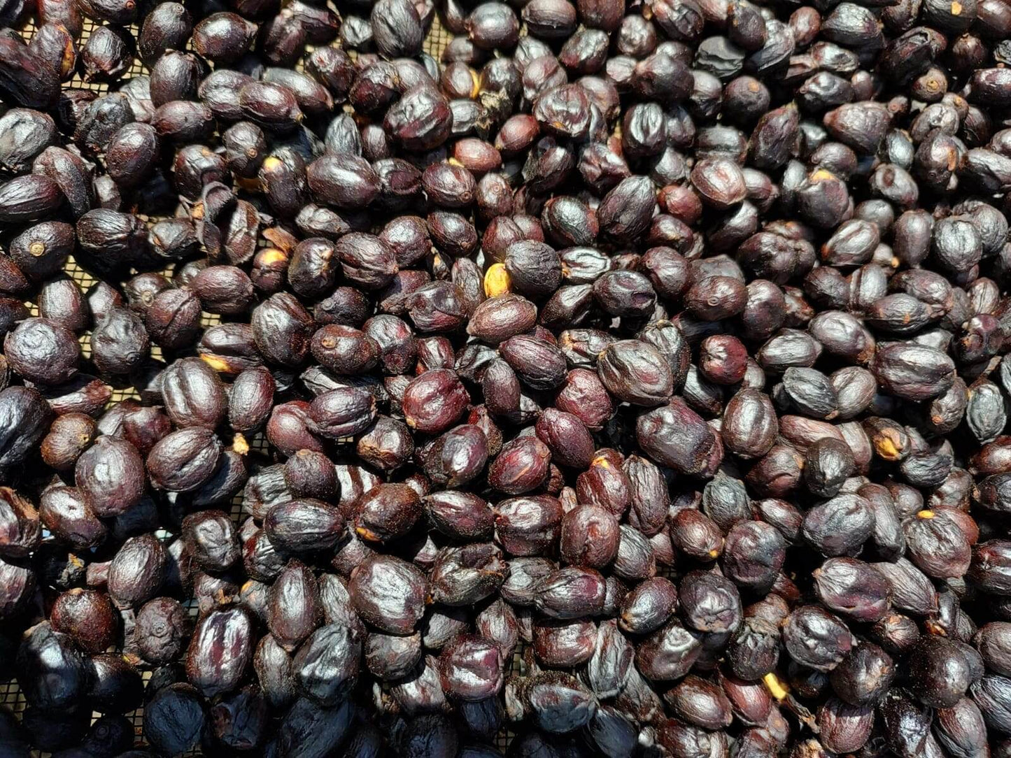 Nomad Las Brisas Parainema Espresso
